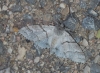 Calliteara pudibunda Calliteara pudibunda
