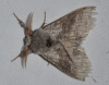 Calliteara pudibunda Calliteara pudibunda