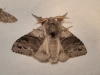 Calliteara pudibunda Calliteara pudibunda