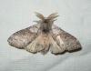 Calliteara pudibunda