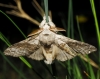 Calliteara pudibunda Calliteara pudibunda