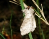Calliteara pudibunda Calliteara pudibunda