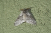 Calliteara pudibunda Calliteara pudibunda