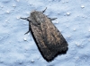 Caradrina noctivaga Caradrina noctivaga