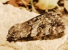 Catocala nymphagoga Catocala nymphagoga