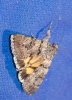 Catocala nymphagoga Catocala nymphagoga