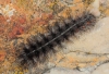Coscinia cf. cribraria Coscinia cf. cribraria