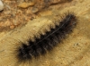 Coscinia cf. cribraria Coscinia cf. cribraria