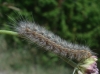 Coscinia cf. cribraria Coscinia cf. cribraria