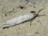 Coscinia cf. cribraria Coscinia cf. cribraria