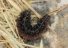 Coscinia cf. cribraria Coscinia cf. cribraria