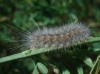 Coscinia cribraria Coscinia cribraria