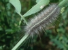 Coscinia cribraria Coscinia cribraria