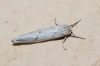 Coscinia cribraria Coscinia cribraria