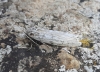 Coscinia cribraria Coscinia cribraria