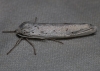 Coscinia cribraria Coscinia cribraria
