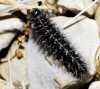 Coscinia cribraria