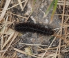 Coscinia cribraria Coscinia cribraria