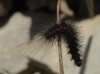 Coscinia striata Coscinia striata