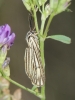 Coscinia striata Coscinia striata