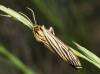 Coscinia striata Coscinia striata