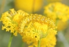 Cucullia tanaceti Cucullia tanaceti