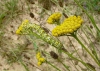 Cucullia tanaceti Cucullia tanaceti