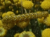 Cucullia tanaceti Cucullia tanaceti