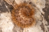Cymbalophora pudica Cymbalophora pudica