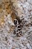 Cymbalophora pudica Cymbalophora pudica