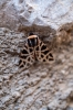 Cymbalophora pudica Cymbalophora pudica