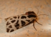 Cymbalophora pudica Cymbalophora pudica