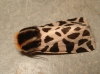 Cymbalophora pudica Cymbalophora pudica