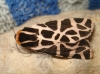 Cymbalophora pudica Cymbalophora pudica