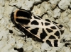 Cymbalophora pudica Cymbalophora pudica
