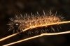 Cymbalophora cf. pudica Cymbalophora cf. pudica