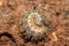 Cymbalophora pudica Cymbalophora pudica