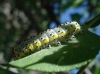 Diloba caeruleocephala Diloba caeruleocephala