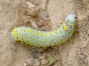 Diloba caeruleocephala Diloba caeruleocephala