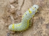 Diloba caeruleocephala Diloba caeruleocephala
