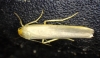 Eilema caniola Eilema caniola