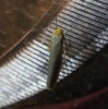 Eilema caniola Eilema caniola