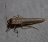 Eilema caniola Eilema caniola
