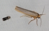 Eilema caniola Eilema caniola