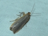 Eilema caniola Eilema caniola