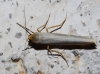 Eilema caniola Eilema caniola