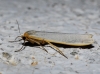 Eilema caniola Eilema caniola