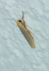 Eilema cf. caniola Eilema cf. caniola