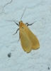 Eilema cf. sororcula Eilema cf. sororcula