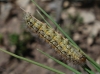Eilema palliatella Eilema palliatella